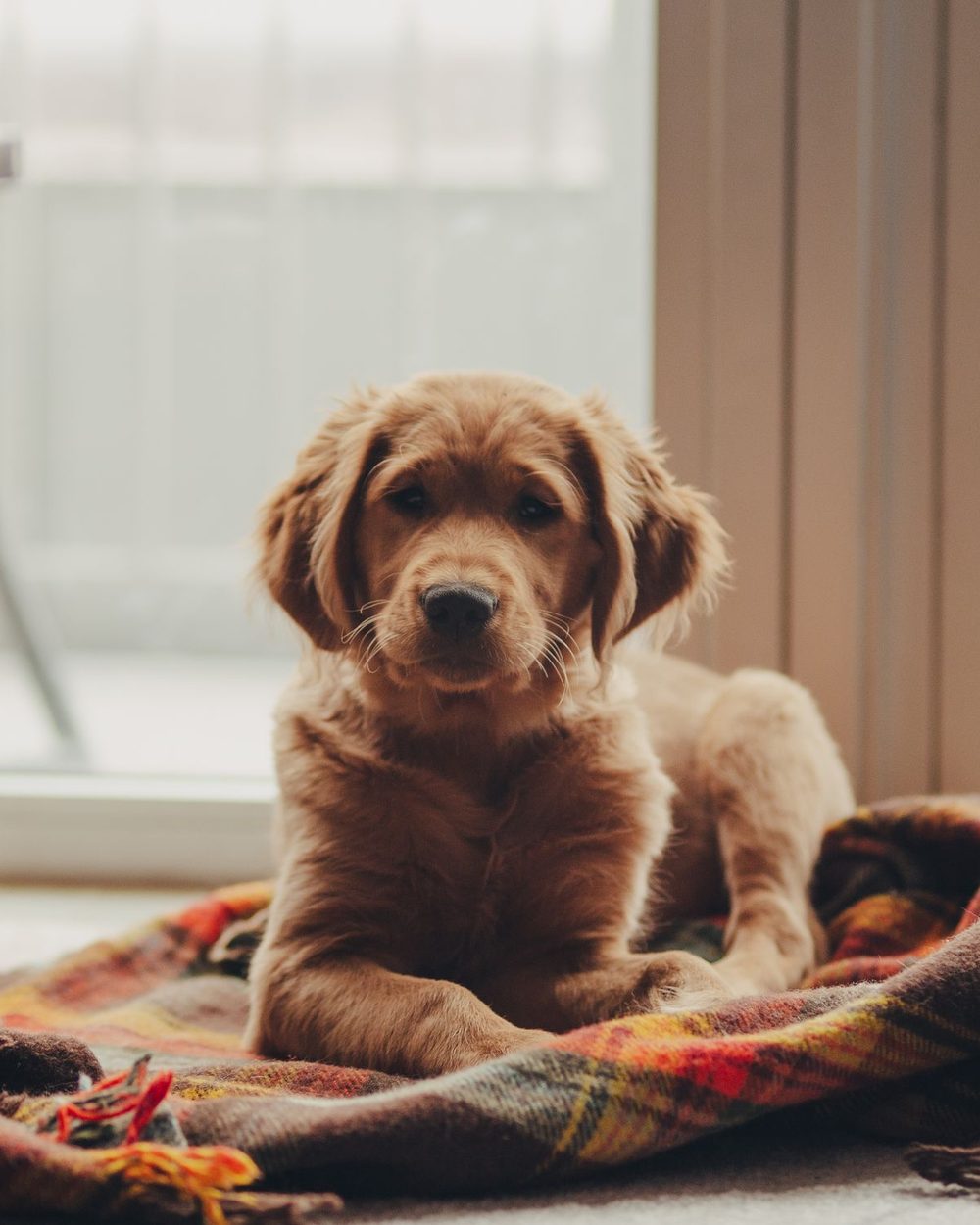 A young golden retriever sitting on a plaid blanket by a sunny window